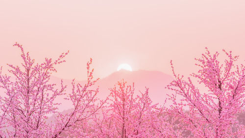 Pink cherry blossoms against sky during sunset