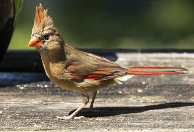 Plumed and on deck