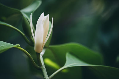 Close-up of white flowering plant