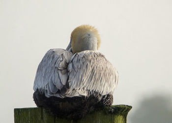 Close-up of bird perching on wooden post against clear sky