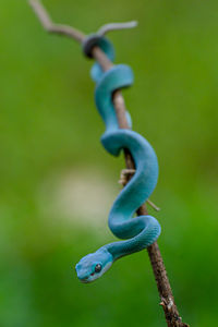 Blue viper snake on branch, blue insularis