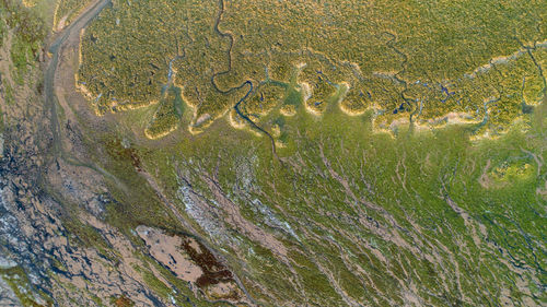 High angle view of green leaf on land