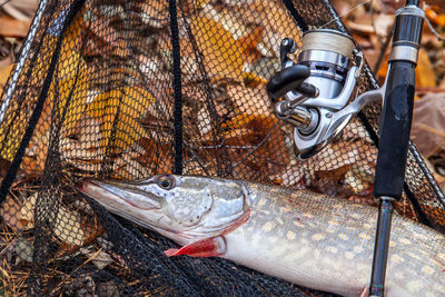 Close-up of fish on metal