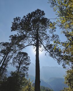 Low angle view of trees against sky