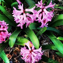 Close-up of pink flowers blooming outdoors