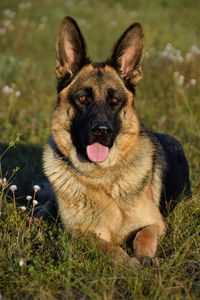 Portrait of dog sitting on field