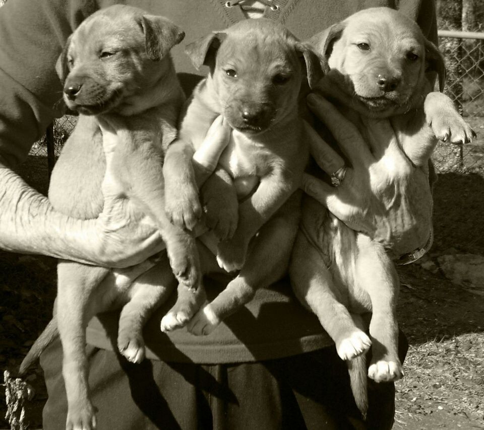 animal themes, domestic animals, mammal, dog, pets, two animals, one animal, togetherness, looking at camera, portrait, young animal, three animals, day, outdoors, sitting, puppy, high angle view, close-up, pet leash, zoology