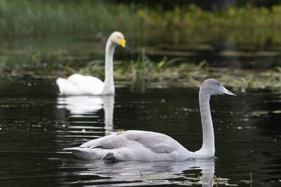 Swans swimming in lake