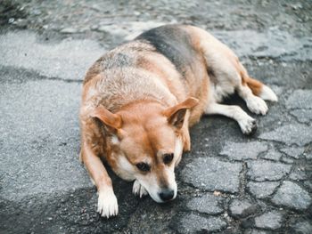 High angle view of dog lying on footpath