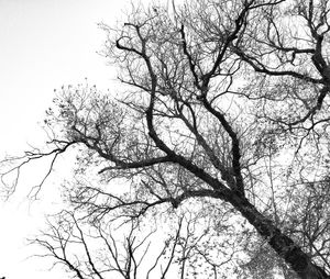 Low angle view of bare trees against sky