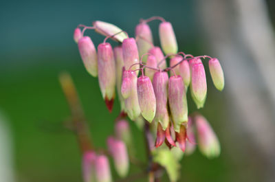 Close-up of pink flowering plant