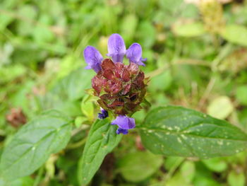 Close-up of purple flowering plant