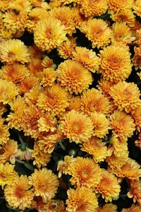 Full frame shot of yellow flowering plants