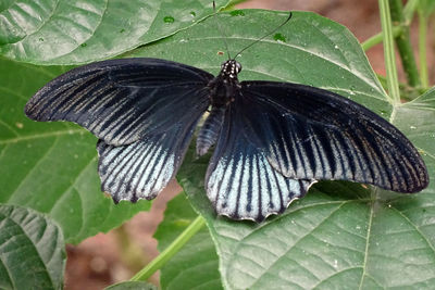 Close-up of butterfly on leaves