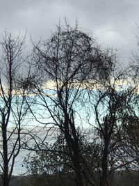 Low angle view of bare trees against sky