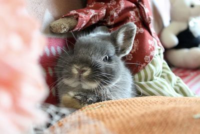 A beautiful and cute rabbit pet