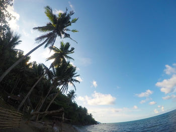 Low angle view of palm trees at beach against sky