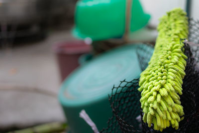 Close-up of succulent plant on table