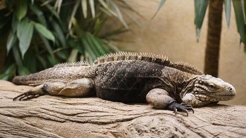 Close-up of a lizard