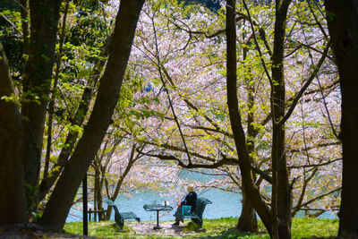 Trees by lake in forest