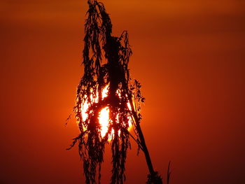 Low angle view of silhouette tree against romantic sky at sunset