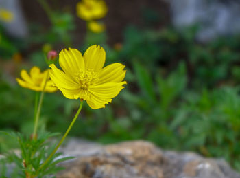 Close-up of yellow flowering plant