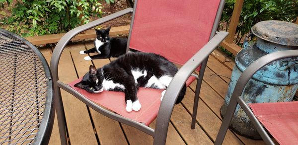 Two cats lounging on the back deck