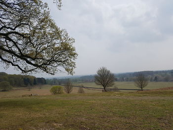 Trees on field against sky