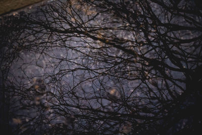 Bird on bare tree against sky