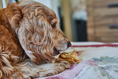 Close-up of dog