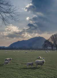 Sheep grazing in a field