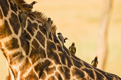 View of giraffe against sky