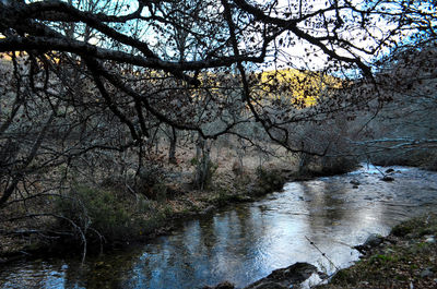 Scenic view of river amidst trees in forest