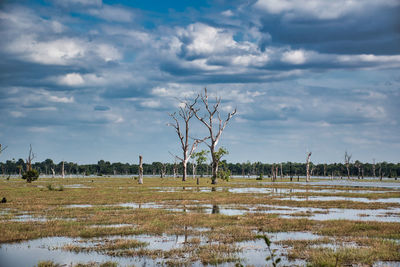 Scenery view of a lake with dead trees around neak poan temple in cambodia