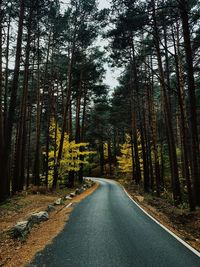 Road amidst trees in forest