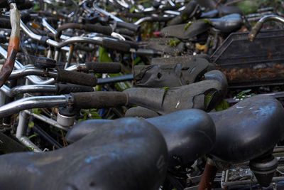 Close-up view of leaves