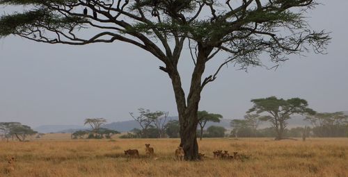 Tree on field against sky