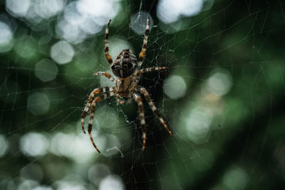 Close-up of spider on web