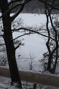 Bare tree by lake against sky during winter