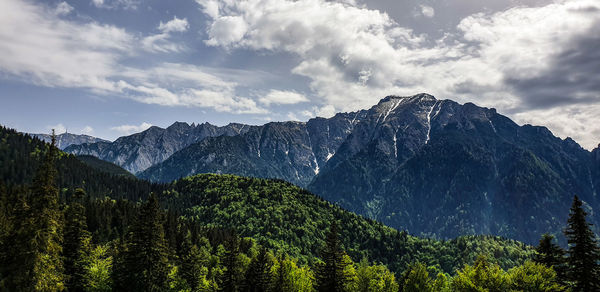 Scenic view of pine trees against sky