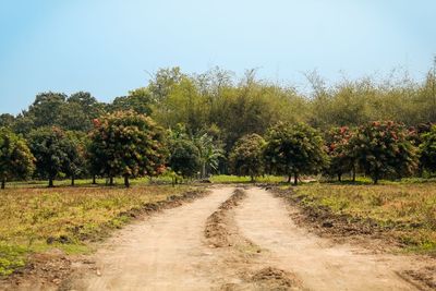 Road amidst trees on field against clear sky