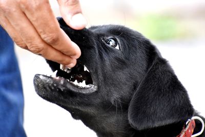 Close-up of hand holding black dog