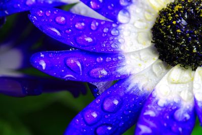 Close-up of wet purple flower