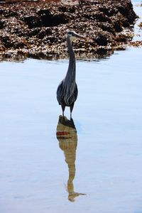 Heron in the ocean