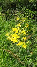 Close-up of yellow flowers