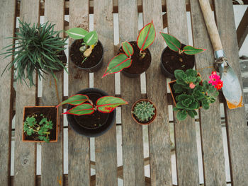 High angle view of plants on wooden table