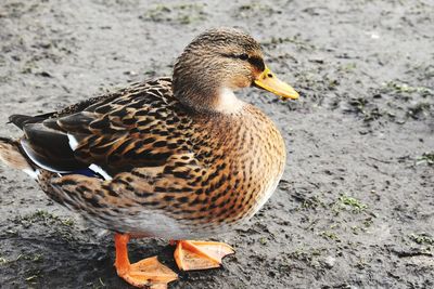 Close-up of a duck