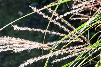 Close-up of plant