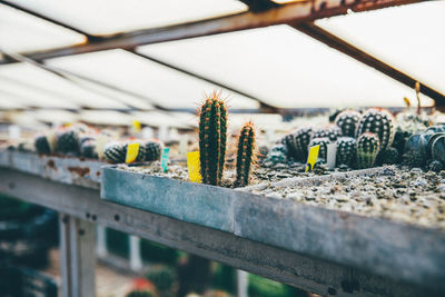 Cactuses growing in containers at greenhouse