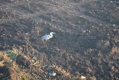 High angle view of seagull flying over sea